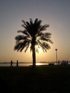 il tramonto oltre la palma