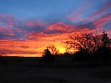 rosso fuoco tra gli alberi