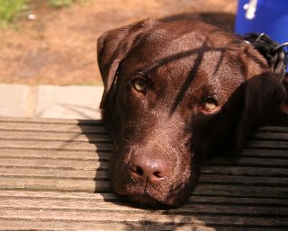 cane triste su panchina