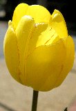 bel tulipano giallo in primo piano