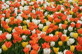 bellissimi tulipani colorati
