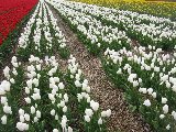 file di tulipani rossi bianchi e gialli