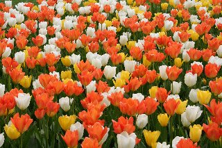 Bellissimi tulipani colorati