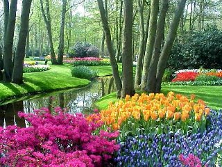 Bellissimi tulipani in qualche giardino reale