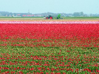 Bellissimo prato pieno di tulipani