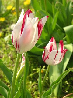 Due tulipani screziati in mezzo a belle foglie