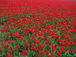 Prato di tulipani rossi