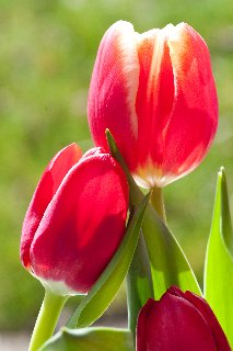 Tre tulipani rossi di cui uno appoggiato su un altro