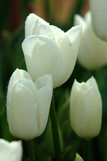Tulipani bianchi bagnati dalla rugiada