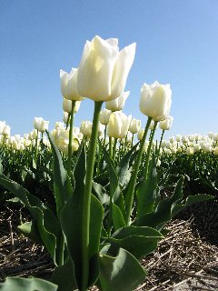 Tulipani bianchi con verdi foglie