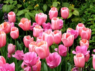 Tulipani rosa tra le foglie
