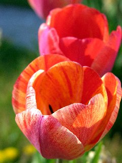 Tulipani screziati sotto i raggi del sole