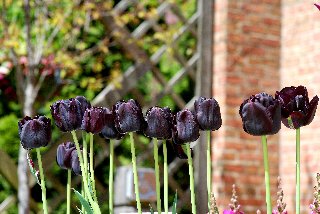 Tulipani viola nel cortile