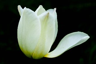 Tulipano bianco sospeso nel buio