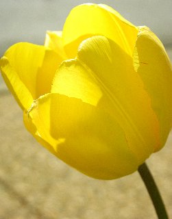 Tulipano giallo piegato