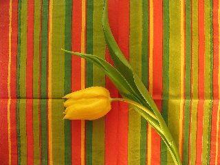 Tulipano giallo sul letto come dolce pensiero