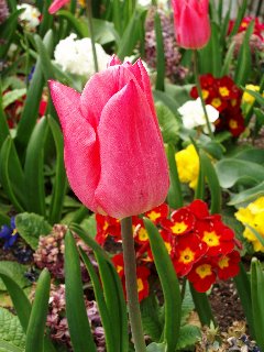 Tulipano rosa tra altri fiori