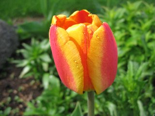 Tulipano screziato rosso e giallo