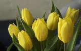 mazzo di tulipani freschi