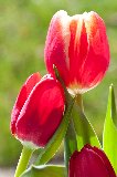 tre tulipani rossi di cui uno appoggiato su un altro