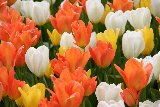 tulipani arancioni gialli e bianchi