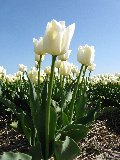 tulipani bianchi con verdi foglie