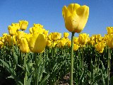 tulipani gialli con primo piano