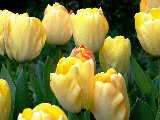 tulipani gialli con punte di rosso