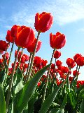 tulipani rossi ripresi dal basso assieme a belle foglie verdi