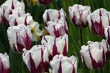 tulipani screziati bianchi e viola
