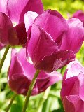 tulipani viola in obliquo