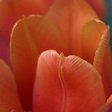 tulipano arancione macro