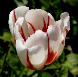 tulipano screziato bianco e rosso