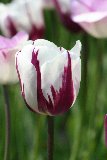 tulipano screziato che sembra verdura