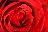 amore attraverso una rosa