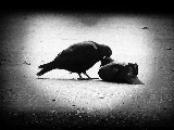 amore tra piccioni