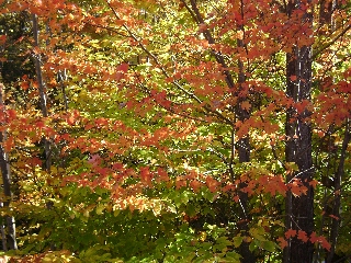 foglie multicolore