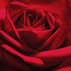rosa rossa incantevole come te