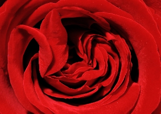 rosa rossa macro