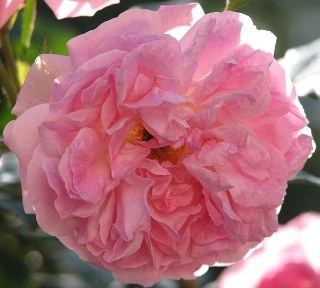 rosa