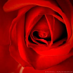 rosso meraviglia