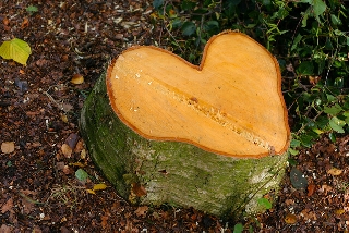 tronco di albero con taglio a cuore