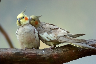 uccellini innamorati su ramo
