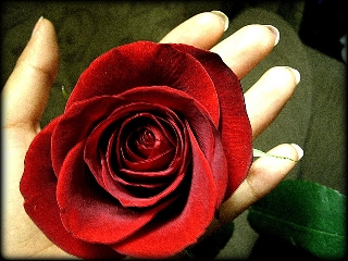 una rosa rossa per dimostrare il proprio amore
