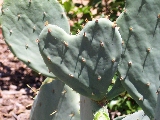 cactus cuore