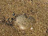 cuore di pietra sulla sabbia
