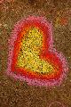 cuore disegnato coi gessetti colorati