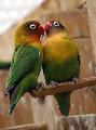 pappagalli innamorati