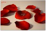 petali di rose resti di un amore infranto