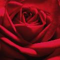 rosa rossa di un colore vivo e caldo